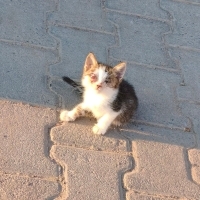 zor durum..
