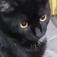 SEVĞİ PIT..
