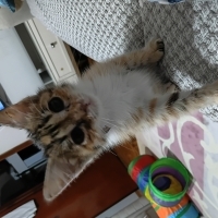 Ömürlük y..