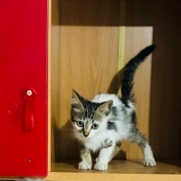 Benekli y..