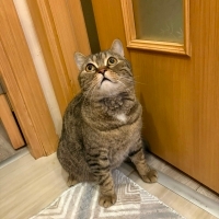 5 yasinda sevecan erkek kedi(tefo)