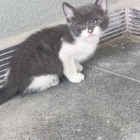 Muğla Bod..