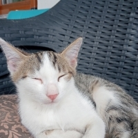 Paşa oğlu..