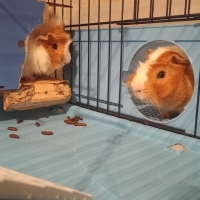 Guinepigl..