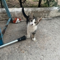 bu tatlı..