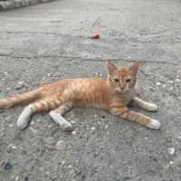 bu tatlı..