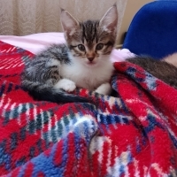 Çok uysal..