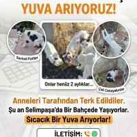 Çarşı ve..