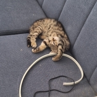 Çok acil..