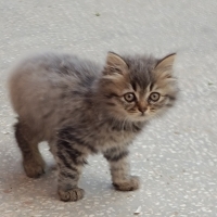 Uzun tüyl..