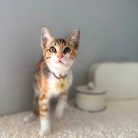 Şans kedi..