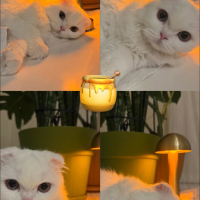 Kaymak kı..