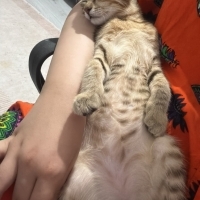 Koynunuzd..