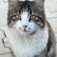 Lale ömür..