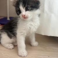 1,5 Aylık..