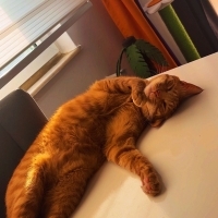 Simba sev..