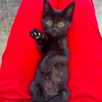 Kara Kedi..