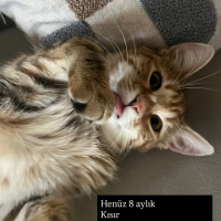 Bıdık içi..