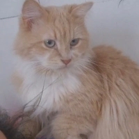 PERSİAN-NORVEÇ ORMAN KEDİSİ..!!