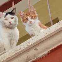 3 tane se..