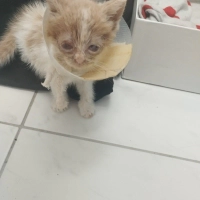 Kör bebek..