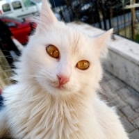 Pamuk yuv..