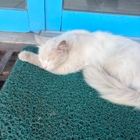 Sokağa At..