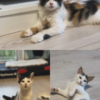 O şanslı..