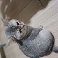 Erkek ked..