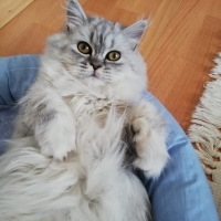 Çok uslu..