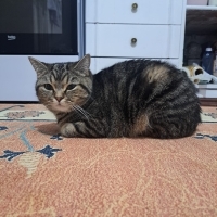Çiko yuva..