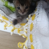 Çok nazlı, şekerli şeker