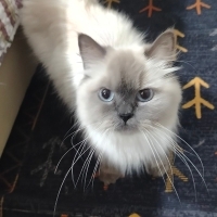 Nazlı kız..