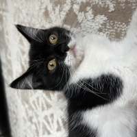 Annesi cins yavru kedi