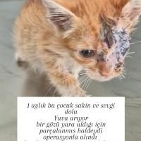 Tek gözü..