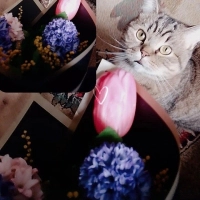 Kedi sahi..