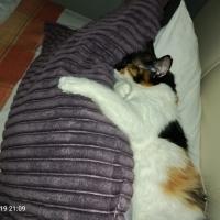 Calico gü..