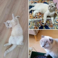Miniş ve..