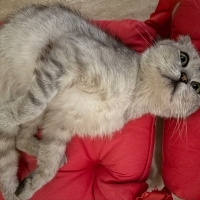 ACİİLL..!! SAHİBİ TERK ETTİ..!! SCOTTISH FOLD..!!
