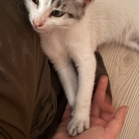 3 aylık erkek kedi acil sahiplendirme