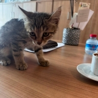 SOKAĞA AT..