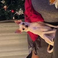 6 yaşında chihuahua yeni yuvasını arıyor