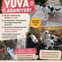 Çarşı ve..