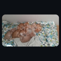 Melez Sarman kardeşlere yuva arıyoruz