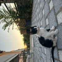Tatlı smo..