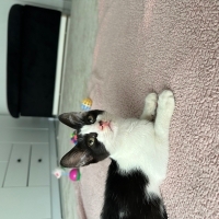 Tatlı smo..