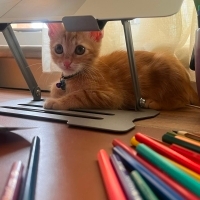 Şans Kedi..