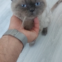 Çok Sevec..