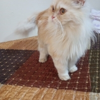 Sokağa Terkedilmiş Güzeller Güzeli Bir İran Kedisi🥺