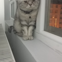 Paşaya ka..